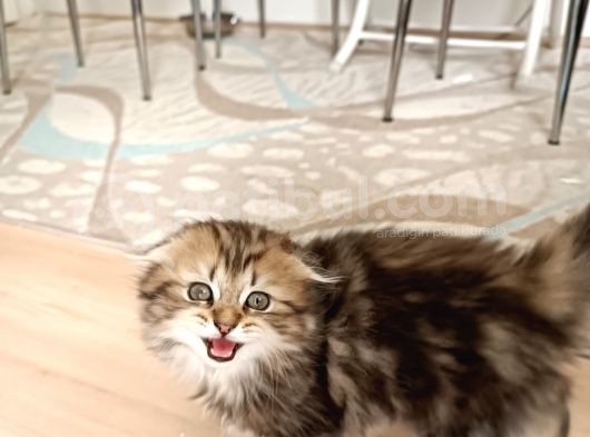 Son Erkek Yavrum Uygun Puanlı görsel