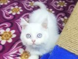 MİNNAKLAR SAHİPLENDİRİMEYE HAZIRDIR