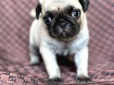 Pug Yavru Bursa Köpek Okulu