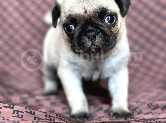 Pug Yavru Bursa Köpek Okulu görsel
