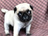 Pug Yavru Bursa Köpek Okulu