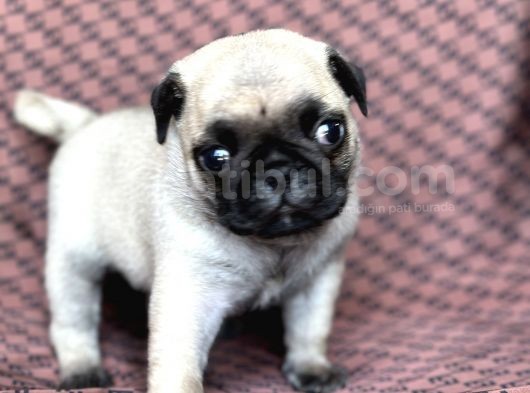 Pug Yavru Bursa Köpek Okulu görsel