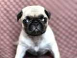 Pug yavru Bursa Köpek Okulu