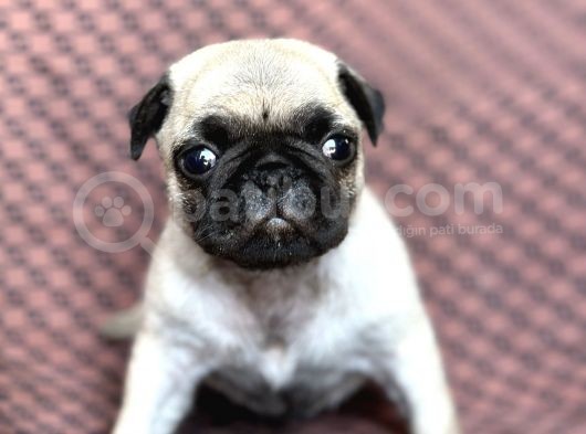 Pug Yavru Bursa Köpek Okulu