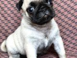 Pug Yavru Bursa Köpek Okulu