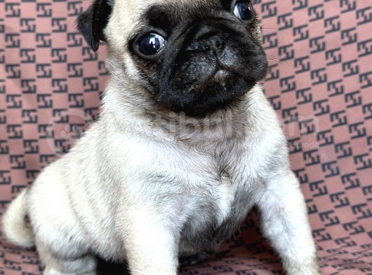 Pug Yavru Bursa Köpek Okulu görsel