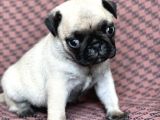Pug Yavru Bursa Köpek Okulu