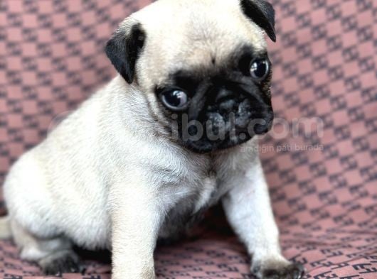 Pug Yavru Bursa Köpek Okulu görsel