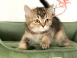 En Güzel Black Golden British Shorthair Yavrumuz