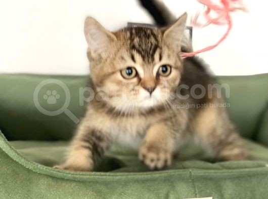 En Güzel Black Golden British Shorthair Yavrumuz görsel