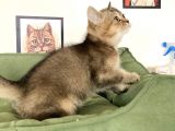 En Güzel Black Golden British Shorthair Yavrumuz