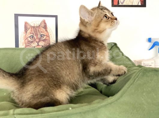 En Güzel Black Golden British Shorthair Yavrumuz görsel