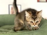 En Güzel Black Golden British Shorthair Yavrumuz