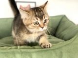 En Güzel Black Golden British Shorthair Yavrumuz