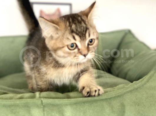 En Güzel Black Golden British Shorthair Yavrumuz görsel