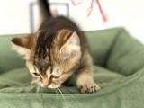 En Güzel Black Golden British Shorthair Yavrumuz