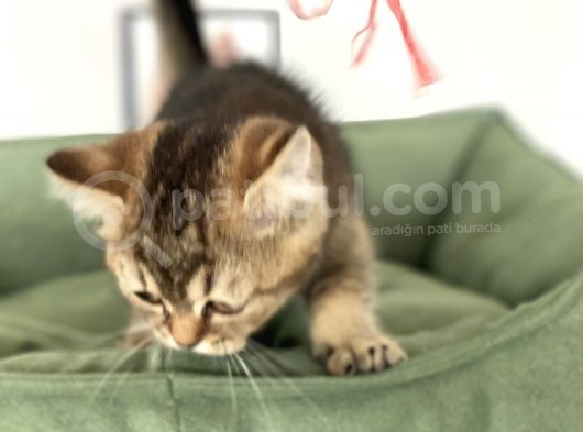 En Güzel Black Golden British Shorthair Yavrumuz görsel