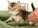 En Güzel Black Golden British Shorthair Yavrumuz