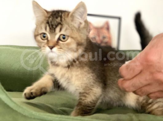 En Güzel Black Golden British Shorthair Yavrumuz görsel