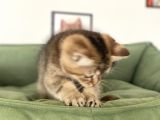En Güzel Black Golden British Shorthair Yavrumuz