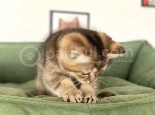 En Güzel Black Golden British Shorthair Yavrumuz görsel