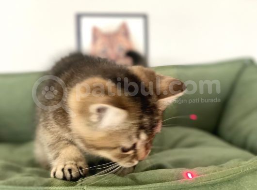 En Güzel Black Golden British Shorthair Yavrumuz görsel
