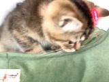 En Güzel Black Golden British Shorthair Yavrumuz