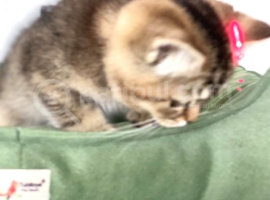 En Güzel Black Golden British Shorthair Yavrumuz görsel