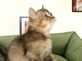 En güzel Black Golden British Shorthair yavrumuz