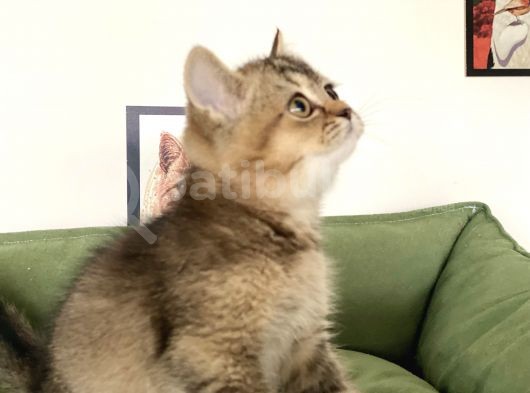 En Güzel Black Golden British Shorthair Yavrumuz