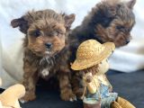 Tea Cup Dişi Morkie Yavrularımız Garantili