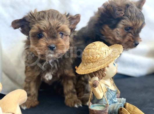 Tea Cup Dişi Morkie Yavrularımız Garantili görsel