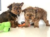 Tea Cup Dişi Morkie Yavrularımız Garantili