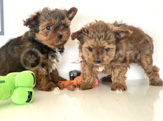 Tea Cup Dişi Morkie Yavrularımız Garantili görsel