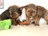 Tea Cup Dişi Morkie Yavrularımız Garantili