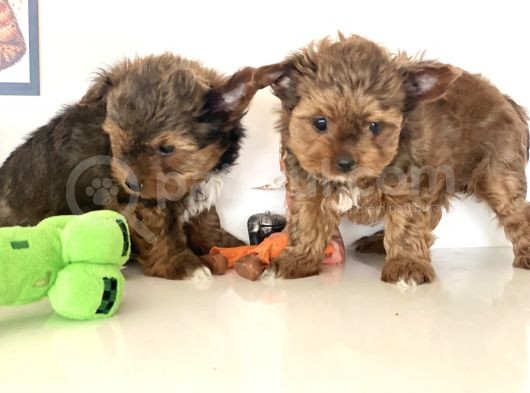 Tea Cup Dişi Morkie Yavrularımız Garantili görsel