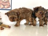 Tea Cup Dişi Morkie Yavrularımız Garantili
