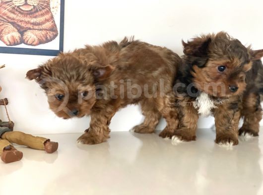 Tea Cup Dişi Morkie Yavrularımız Garantili görsel