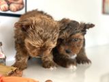 Tea Cup Dişi Morkie Yavrularımız Garantili