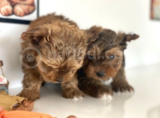 Tea Cup Dişi Morkie Yavrularımız Garantili görsel
