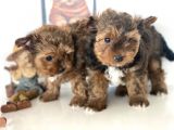 Tea Cup Dişi Morkie Yavrularımız Garantili