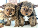 Tea Cup Dişi Morkie Yavrularımız Garantili