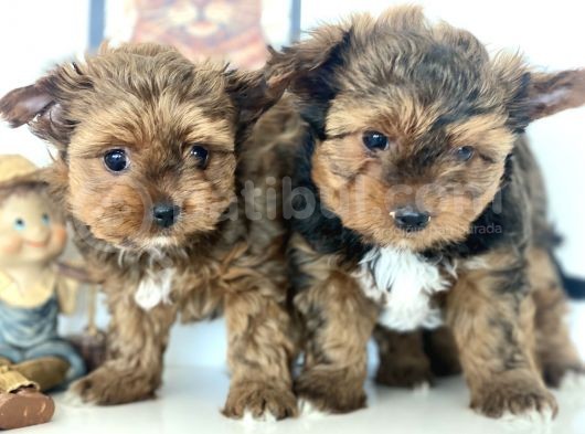 Tea Cup Dişi Morkie Yavrularımız Garantili görsel