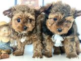 Tea Cup Dişi Morkie Yavrularımız Garantili