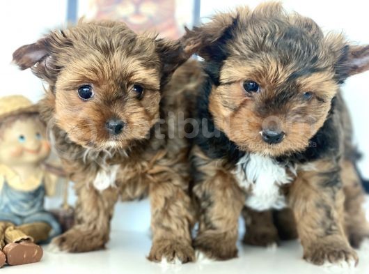Tea Cup Dişi Morkie Yavrularımız Garantili görsel