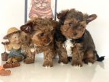 Tea cup Dişi Morkie Yavrularımız garantili
