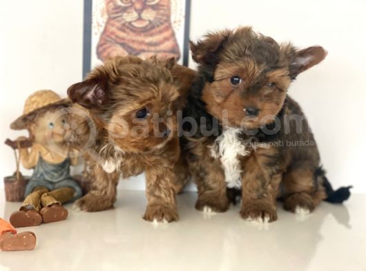 Tea Cup Dişi Morkie Yavrularımız Garantili