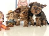 Tea Cup Dişi Morkie Yavrularımız Garantili