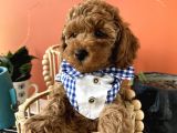 Evin Maskotu Olacak Poodle Yavrular Dişi Ve Erkek Vardır