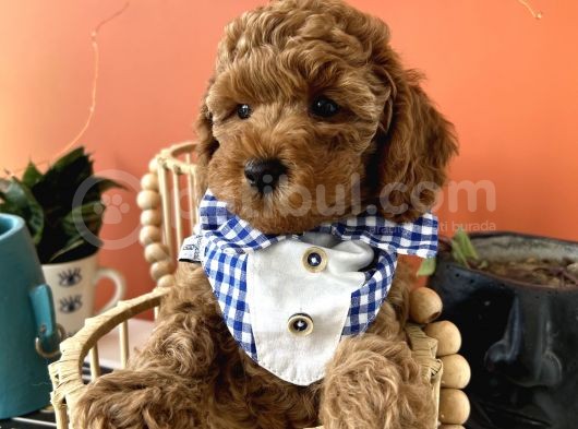 Evin Maskotu Olacak Poodle Yavrular Dişi Ve Erkek Vardır görsel